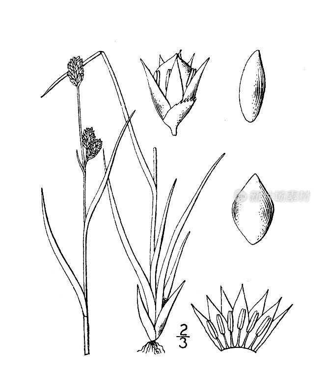 古植物学植物插图:Juncoides hyperboreum，北方木犀